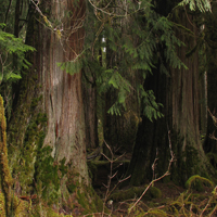 Giant Cedars in the rainforest