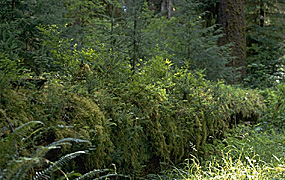 fallen log covered with growing plants