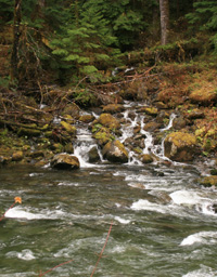 A stream running into the Sol Duc River