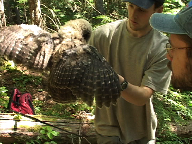 Volunteers assist with a juvenile owl