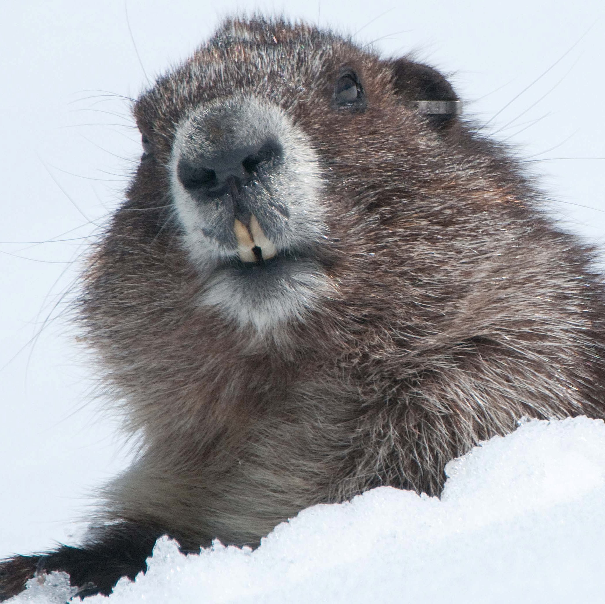 marmot-emerging-snow_rick-klawitter