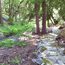Explore the old-growth forest.