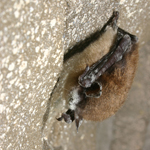 Little brown bat with white-nose syndrome, New York; Photo courtesy Al Hicks, New York Department of Environmental Conservation