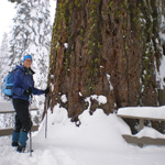 Snowshoeing the Big Tree Trail