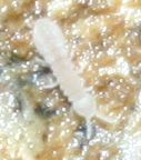 White Springtail