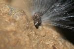 White Springtail eating fungi