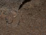 a snail is covered in calcite crystal