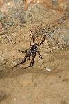 Cave Cricket in the Exit Tunnel of Oregon Caves