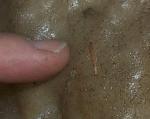 Endemic Millipede on flowstone