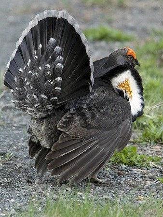 mating display of sooty grouse