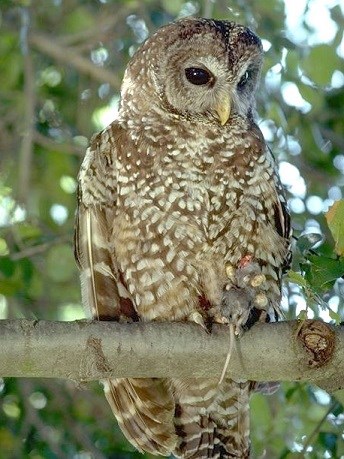 Northern Spotted Owl holding a mouse