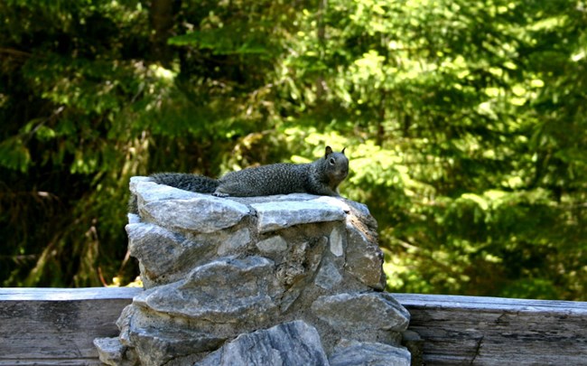 California ground squirrel lounging on a stone pillar of a fence.