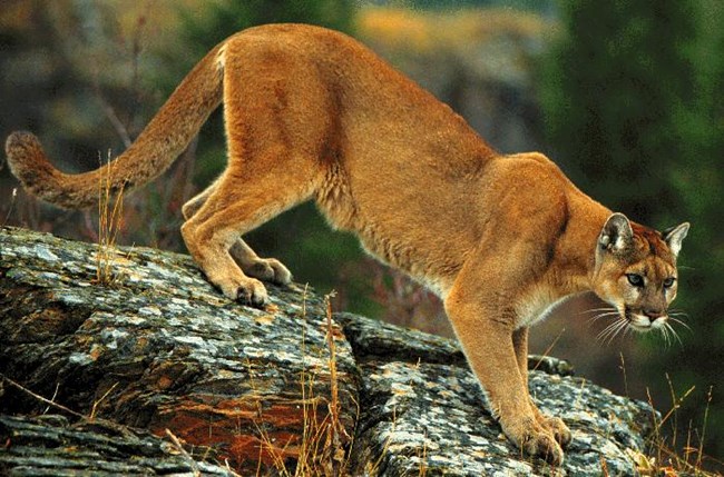 Cougar standing on a rock formation.