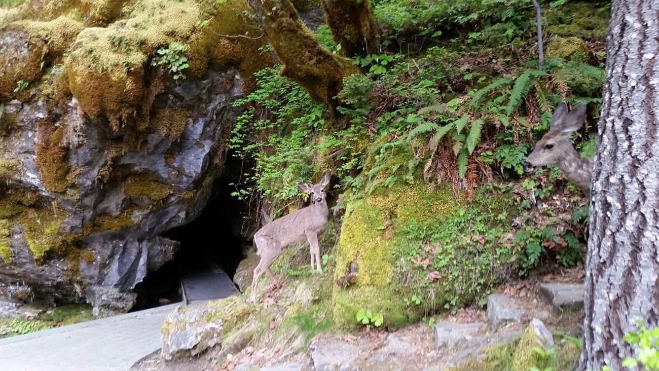 Black tail deer at the cave entrance near River Styx