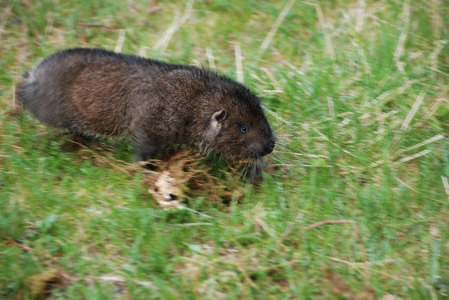Mountain beaver walking through the grass.