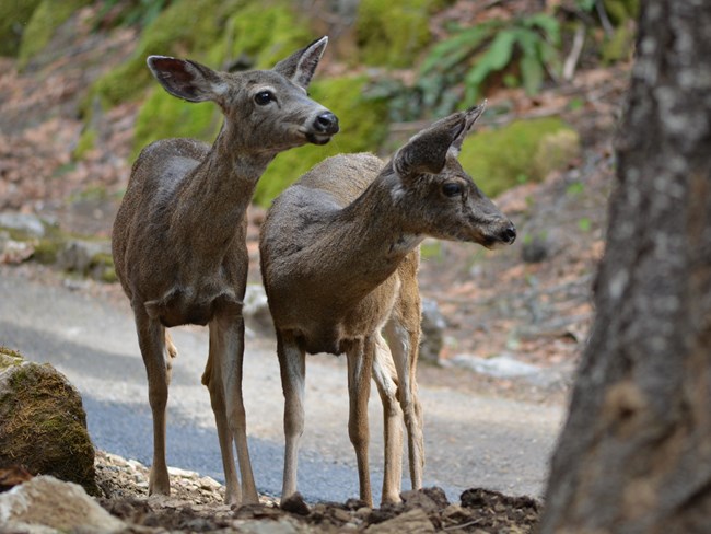 Two Columbian black-tailed deer along the trail in the park.