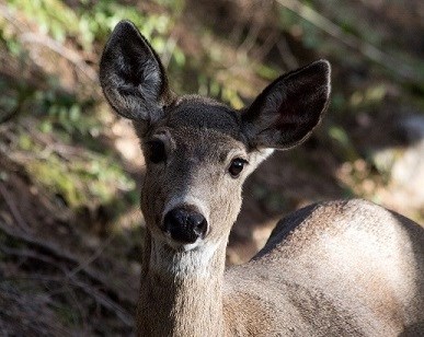 upclose picture of columbian blacktail deer