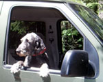 a dog left in a hot car
