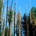 Port-Orford-Cedar Root Disease
Phytophthora lateralis.