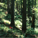 A hike through the redwood forest.