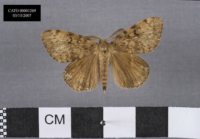 a tan colored gypsy moth pinned and mounted next to a centimeter rule.