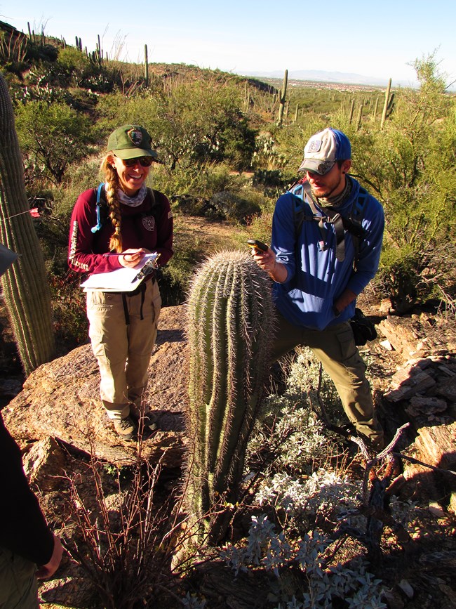 Next Generation Rangers and other Resource Management staff surveyed saguaros on Plot 41C for the Centennial Saguaro Survey program.
