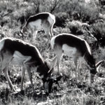 photo of endangered Sonoran Pronghorn
