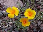 Spring Poppy bloom