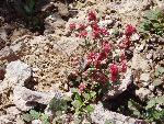 Aberts Wild Buckwheat