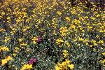 Bladderpod