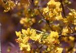 Blue Palo Verde blossoms