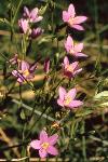Buckley's Centaury