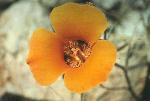Desert Mariposa