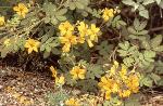 Desert Senna