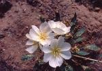 Evening primrose