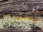 Yellow flowers
