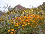 Poppies