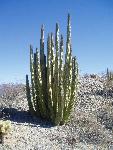 photo of Organ Pipe Cactus