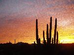 Sunset Behind A Organ Pipe Cactus