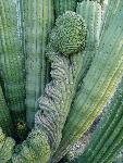 cristate organ pipe