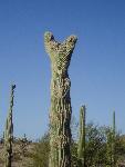 cristate saguaro