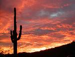 Sunset Saguaro