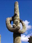 saguaro with down-turned arms