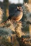 Cactus Wren On A Chain Fruit Cholla