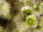 teddy bear cholla flowers