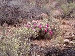Hedgehog cactus