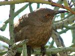 Curved Bill Thrasher