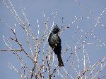 Phainopepla