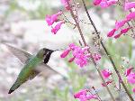 Costa's hummingbird