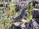 Gambel's Quail